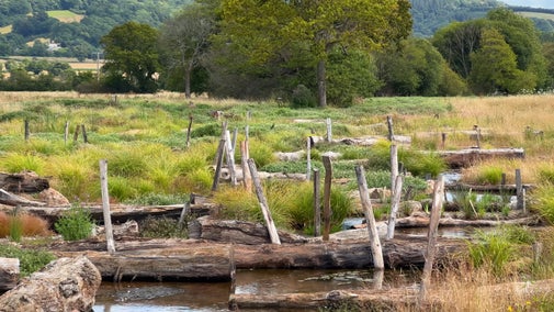 A river running through long grass with big logs on it